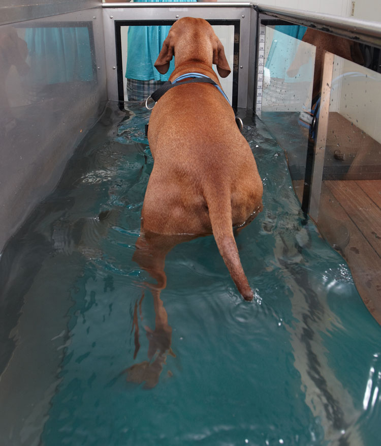 Aquatrainer-Aquatraining-hond-warm-water-2Dierfysio-Steijling