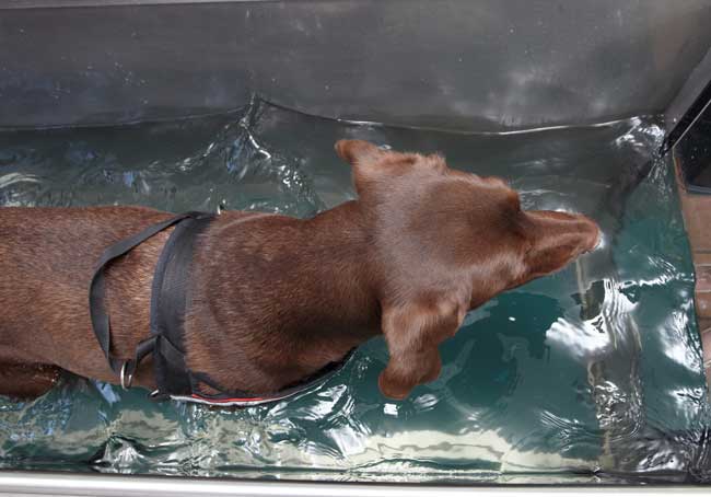Aquatrainer-Aquatraining-hond-water-boven-Dierfysio-Steijling