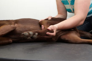 Fysiotherapie-hond--verbeteren-welzijn-en-prestatie