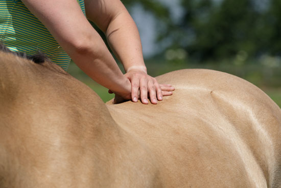 Fysiotherapie-paard-wervelkolom-Dierfysio-Steijling