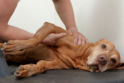 Fystiotherapie hond